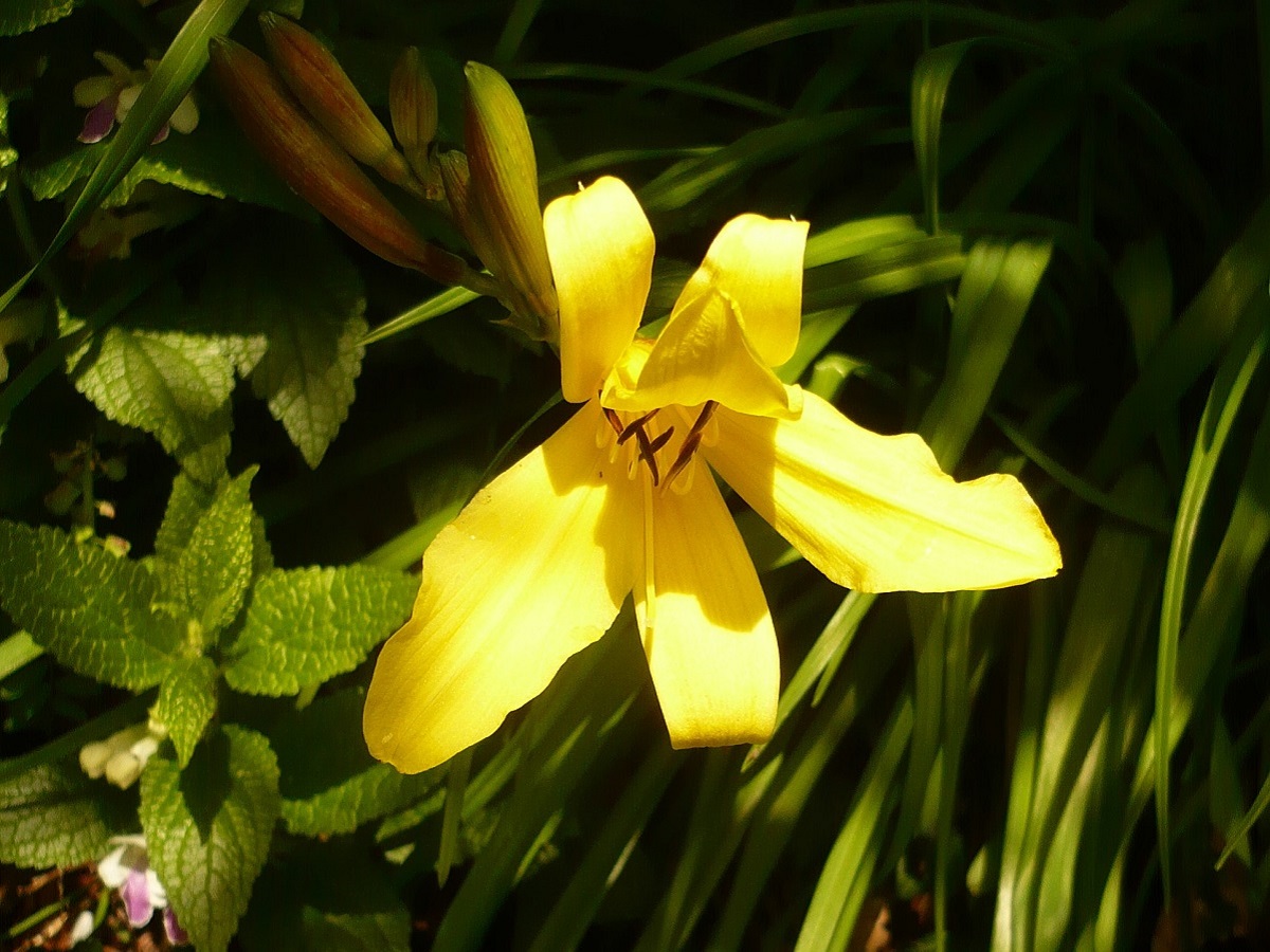 Hemerocallis lilioasphodelus (Xanthorrhoeaceae)